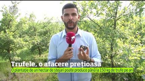Considerate comori ascunse ale naturii, valoarea trufelor este des compa­rat ă cu cea a pietrelor prețioase