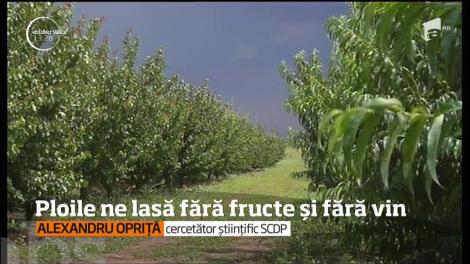 Ploile care par să nu se mai oprească strică recolta de fructe şi struguri în Dobrogea