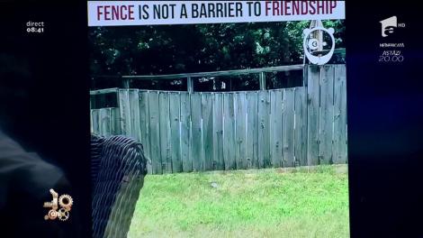 Smiley News! Dacă părinții nu au vrut să îți mai facă un frățior, ai un câine cu care să te joci