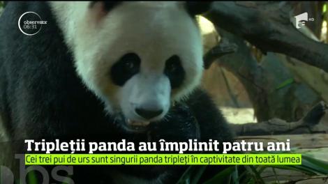 Singurii tripleţi cunoscuţi din specia urşilor panda au fost sărbătoriţi cu mare fast la împlinirea vârstei de patru ani