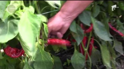 Afacere cu ardei pentru boia, în satele din vestul țării