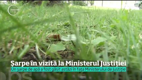 Un șarpe a fost găsit în fața Ministerului de Justiție