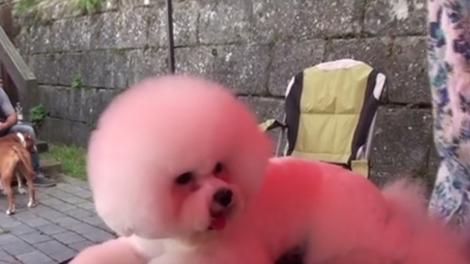 Cei mai frumoşi câini din lume s-au întrecut la Alba Iulia