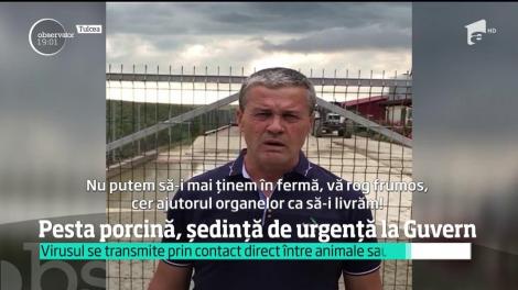 Criza pestei porcine scapă de sub control! Un milion de animale riscă să fie sacrificate