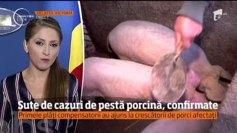 Pesta porcină africane face ravagii în mai multe judeţe din ţară!