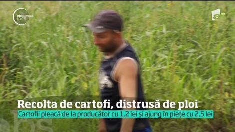 Cartofii s-au dus pe apa sâmbetei odată cu ploile abundente. Au mucegăit în pământ, înainte să fie culeşi
