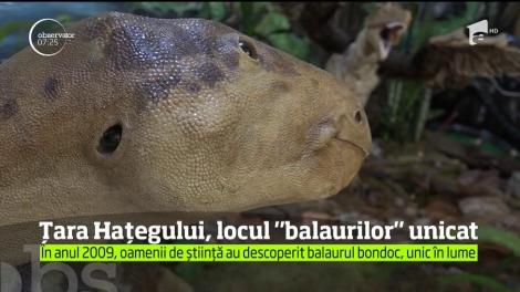 Tara Hațegului, locul "balaurilor" unicat