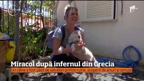 Miracol în Grecia. Un câine care a supravieţuit incendiilor cumplite de vegetaţie a fost găsit de o echipă de voluntari aflaţi într-o misiune de salvare a animalelor.