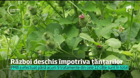 Roiurile de țânțari au pus stăpânire pe cartierele şi parcurile din Bucureşti