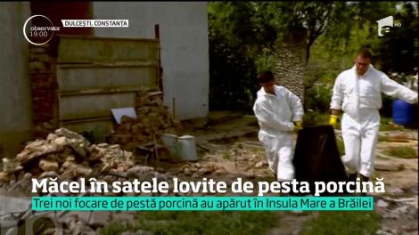 Măcel în satele lovite de pesta porcină