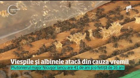 Viespile și albinele atacă din cauza verii