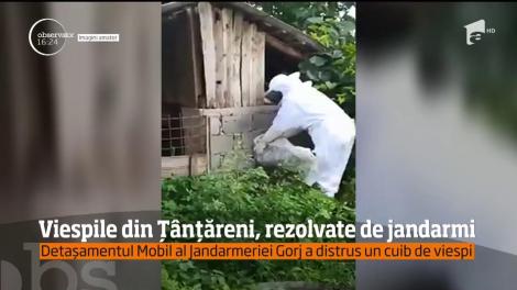 Viespile din Ţânţăreni, rezolvate de jandarmi