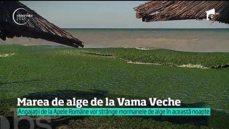 În Vama Veche, Marea Neagră e verde! Curenții marini au smuls algele de pe fundul mării și le-au adus pe țărm