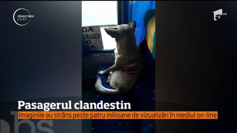 Un câine maidanez din Chile a topit inimile tuturor după ce a fost filmat în timp ce se relaxa pe scaunul unui autobuz
