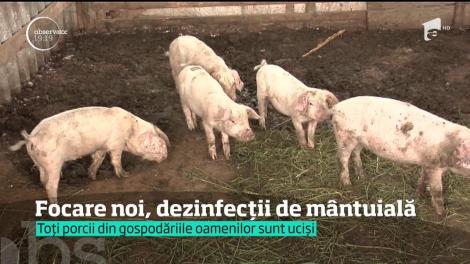 Un nou focar de pestă porcină a lăsat zeci de oameni în lacrimi, la Galaţi! Autorităţile le-au sacrificat animalele
