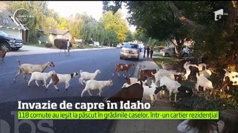 Invazie de capre în Idaho, Statele Unite