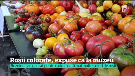 Roșii colorate, expuse ca la muzeu! Buzoienii au gustat pentru prima dată mai multe soiuri de tomate