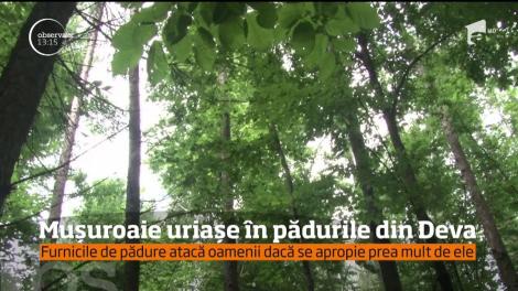 Mușuroaie uriașe în pădurile din Deva