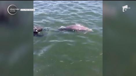 Un delfin a fost salvat dintr-o plasă de pescuit, de voluntarii organizaţiei "Mare Nostrum"