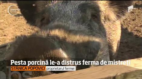 Pesta porcină provocă pagube uriaşe în gospodăriile din Dobrogea şi distruge afacerile crescătorilor de porci