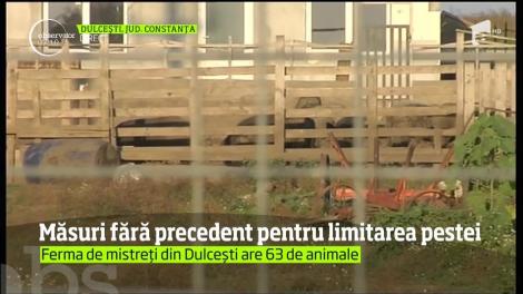 Sunt focare de pestă porcină în Constanţa, dar mistreţii umblă liberi chiar pe uliţele unui sat pe care autorităţile l-au declarat în carantină