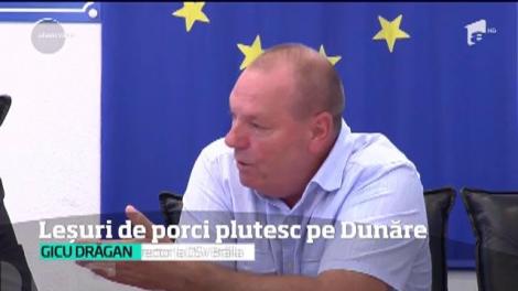 Epidemia de pestă porcină africană pare scăpată de sub control