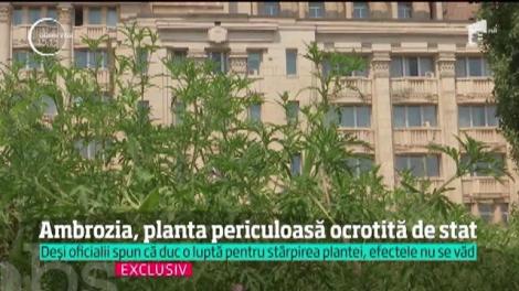 O plantă periculoasă ne pune sănătatea în pericol. Copiii sunt cei mai expuși, iar în România crește peste tot!