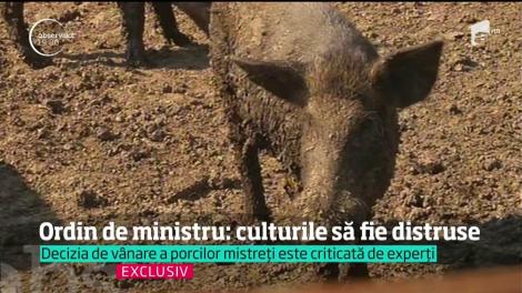 Epidemia de pestă porcină aruncă fermierii din haos în disperare