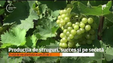 Viile din Prahova au rezistat cu succes atât ploilor abudente, cât şi caniculei