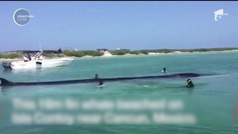 Operaţiune de salvare impresionantă în Mexic