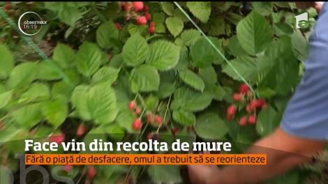 Un agricultor din Craiova face vin din recolta de mure