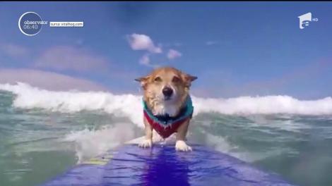 Un câine a devenit o reală senzaţie pe reţelele de socializare datorită unui talent surprinzător