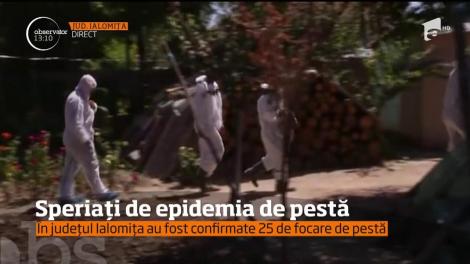 Fermierii, speriați de epidemia de pestă africană
