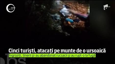 Cinci de tineri au avut parte de aventura vieţii lor. Rucsacul le-au fost sfâşiat de o ursoaică, probabil in cautare de hrană
