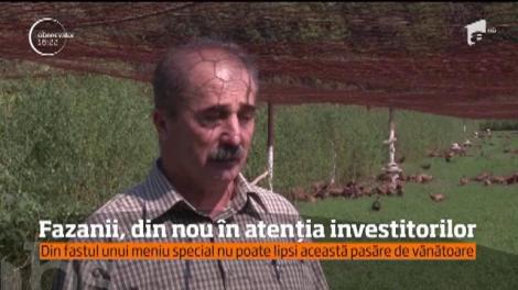 Cea mai mare crescătorie de fazani de vânătoare se află în judeţul Prahova