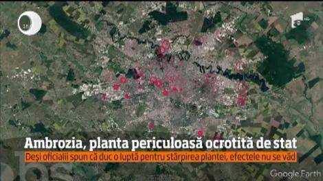 Ambrozia, planta periculoasă ocrotită de stat