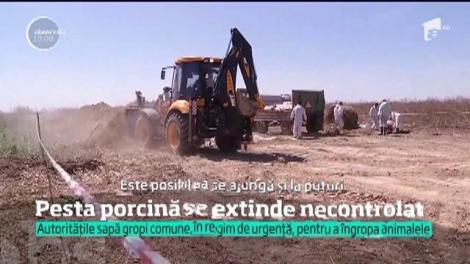 Pesta porcină se extinde necontrolat