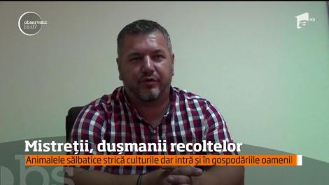 Soluţii care să ţină departe porcii sălbatici