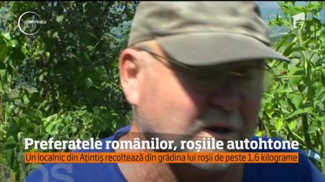 Un pensionar din Mureş se lăudă cu o recoltă impresionantă de roşii gigant