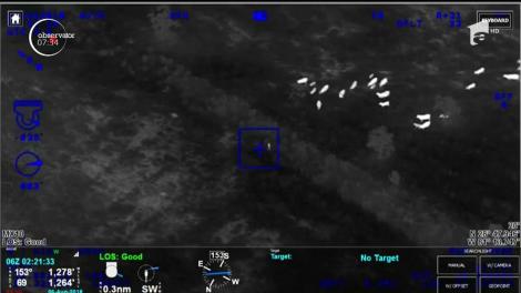 Vacile, pe post de poliţişti! În Florida, o femeie care încerca să scape de agenţi a fost capturată cu ajutorul unei turme de vaci!