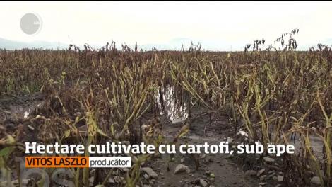 Agricultorii din Harghita sunt disperaţi după ce munca lor, dar şi banii investiţi s-au dus, la propriu pe apa sâmbetei