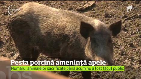 Pesta porcină se extinde aproape necontrolat. Autorităţile sapă, în regim de urgenţă, gropi comune, unde sunt puse animalele sacrificate