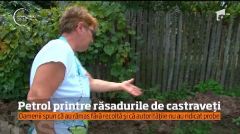 O familie din Argeş s-a trezit cu o baltă de ţiţei chiar în cultura de castraveţi