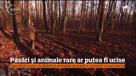 Măsurile dure luate pentru stoparea epidemiei de pestă porcină ar putea afecta mai multe specii de păsări și animale rare