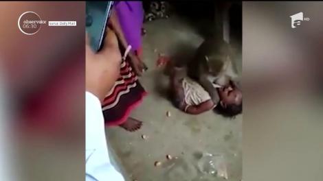 O maimuţă a stârnit panică printre locuitorii unui sat din India! Animalul a încercat să răpească.un bebeluş