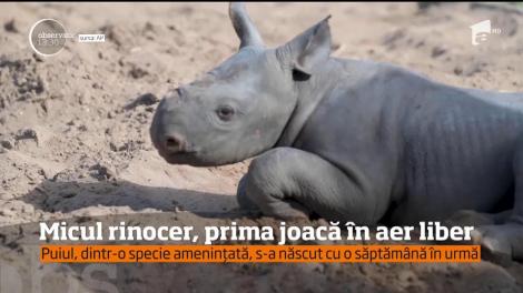 Un pui de rinocer în vârstă de doar o săptămână a putut fi văzut, pentru prima oară, jucându-se în aer liber, la o grădină zoologică din Marea Britanie