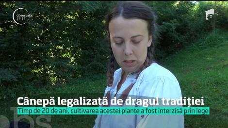 Cânepă legalizată de dragul tradiției