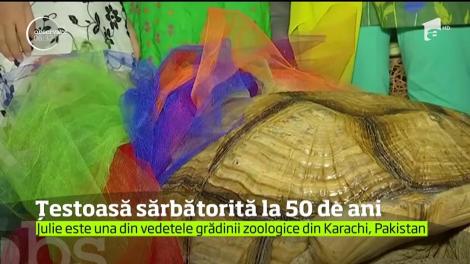 O broască ţestoasă pe nume Julie a fost sărbătorită cu mare fast la aniversarea de 50 de ani, într-o grădină zoologică din Pakistan