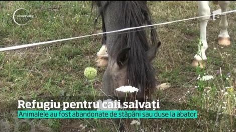 Refugiu pentru caii salvați