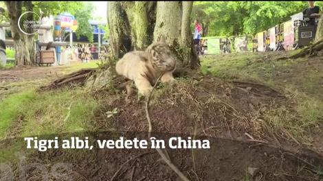 Doi tigrişori albi au devenit vedete într-un parc natural din China!